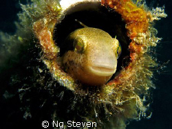 smiling blenny.. Canon A640 InonZ240 by Ng Steven 